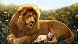 Лев лежащий рядом с ягненком - фото №7