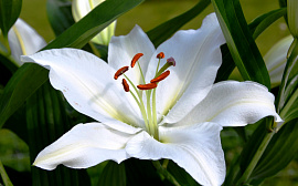 Белая лилия - фото №2