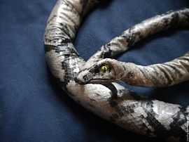 Ручная змея - фото №15