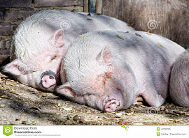Едете во сне на свинье - фото №6
