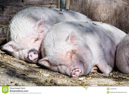 Что значит Едете во сне на свинье во сне