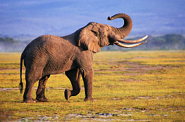 Слона - фото №1
