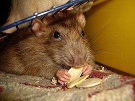 Грызун: мыши, крысы, мышь, крыса