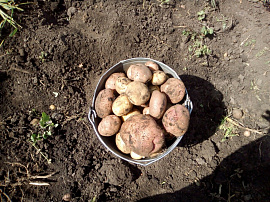 Картофель копать, картошка - фото №1