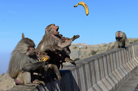 Ловить обезьяну - фото №5