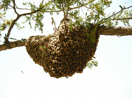 Рой пчел (пчелы, улей) - фото №4