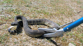 Ловить змею - фото №3