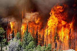 Лесной пожар, стихийный пожар - фото №1