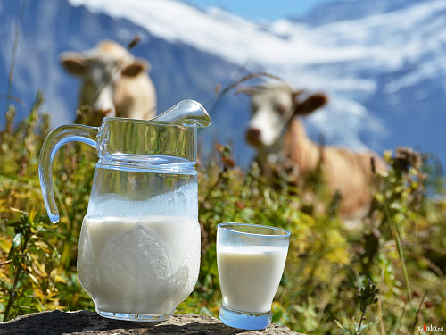 Что значит Молоко видеть, доить или пить во сне