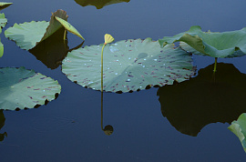 Жуете лотоса листья - фото №2