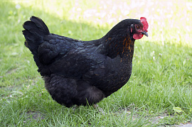 Черная курица - фото №5