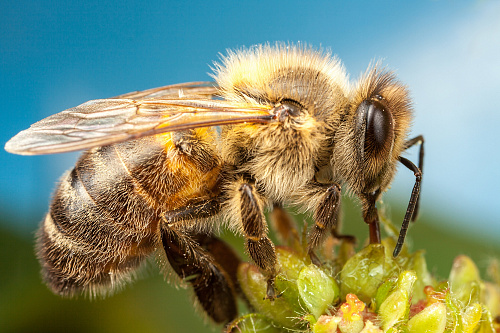 Что значит Пчела во сне