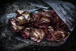 Завядшие розы - фото №8