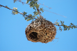 Гнездо птичье увидеть - фото №1