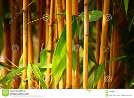 Запутавшимся в бамбуке видеть себя - фото №2