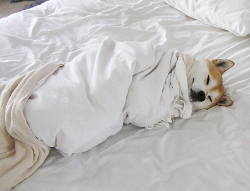 Что значит Забраться под одеяло во сне