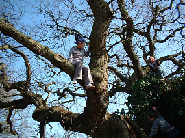 Влезать на дерево - фото №11