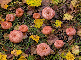 Волнушки (грибы) - фото №1