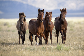 Четверка коней и число четыре - фото №1