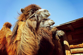Вельблуд (верблюд) - фото №3