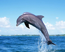 Дельфины - фото №1