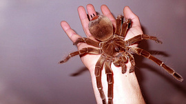 Огромный паук - фото №1