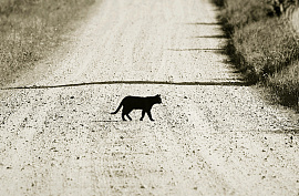 Черная кошка дорогу перебежала - фото №1