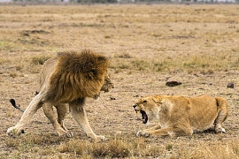 Лев, бороться с ним - фото №2