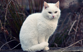 Кот белый - фото №1