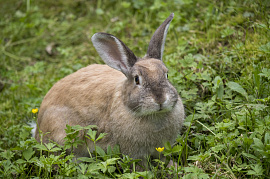 Заяц, кролик - фото №4