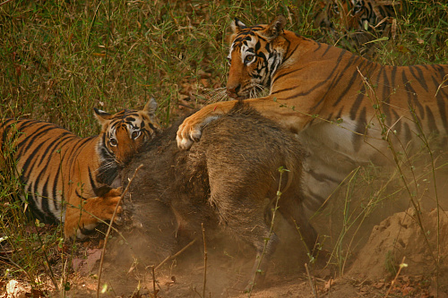 Что значит Охота на тигра во сне