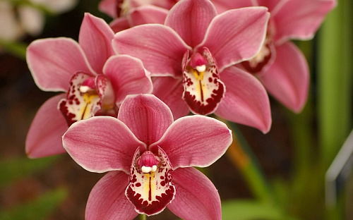 Что значит Орхидея во сне