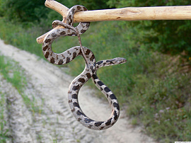 Змея обвивается кольцами