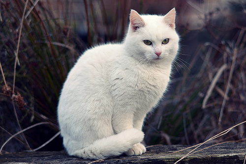Что значит Кошка белая во сне