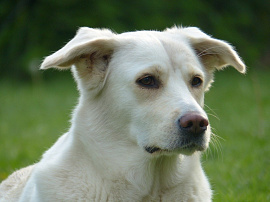 Белая собака - фото №16