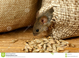 Мышей видеть, поедающих припасы - фото №9