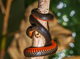 Змея на дереве - фото №20