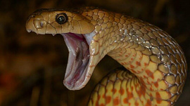Змея со своим хвостом во рту - фото №2