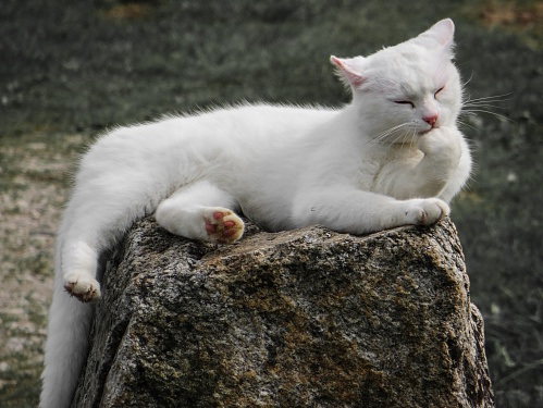 Что значит Белый кот во сне