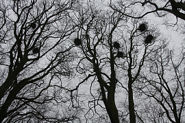 Деревья, на которых вместо листьев воронье - фото №6