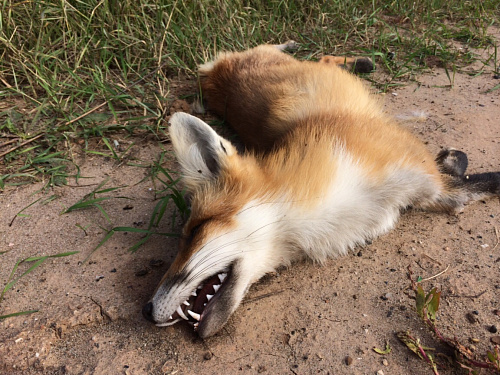 Что значит Мертвая лиса во сне
