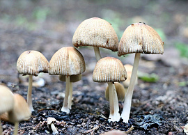 Поганки (ядовитые грибы)