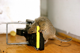 Вытравливать мышей или крыс - фото №4