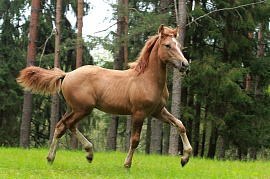 Гарцевать (лошадь, конь, жокей) - фото №1