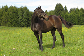 Кляча (лошадь, конь, кобыла) - фото №12
