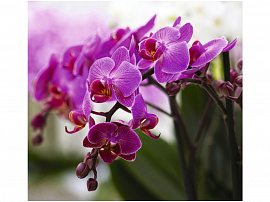 Орхидеи - фото №1