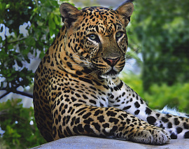 Леопард - фото №1