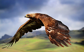 Беркут (сокол, орел) - фото №3