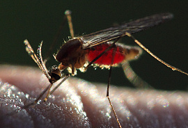 Малярия - фото №1