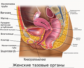 Половые органы (женск) - фото №3